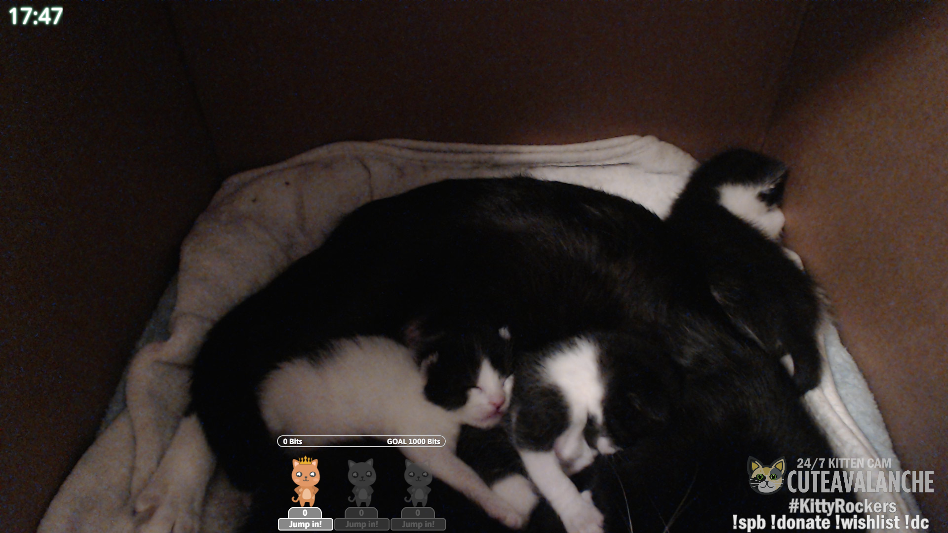 frontrow twitch extension as overlay on cat cam livestream