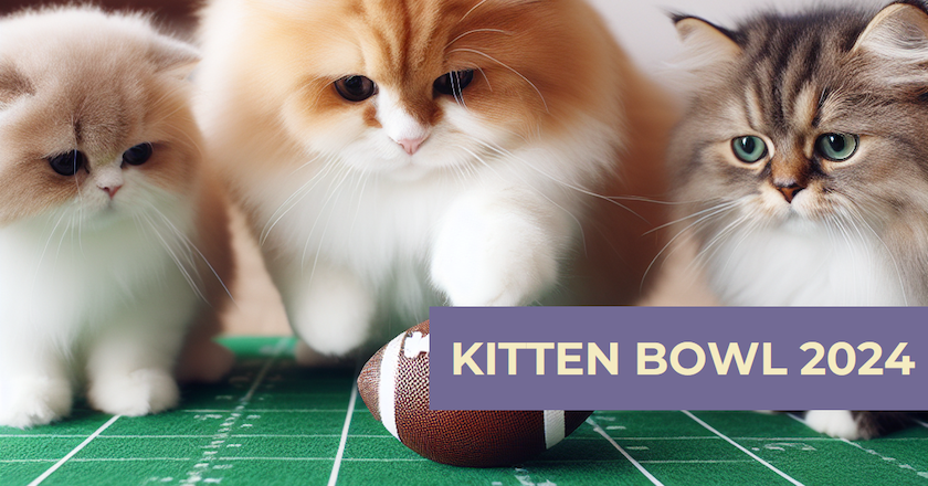 How to watch sale kitten bowl without cable