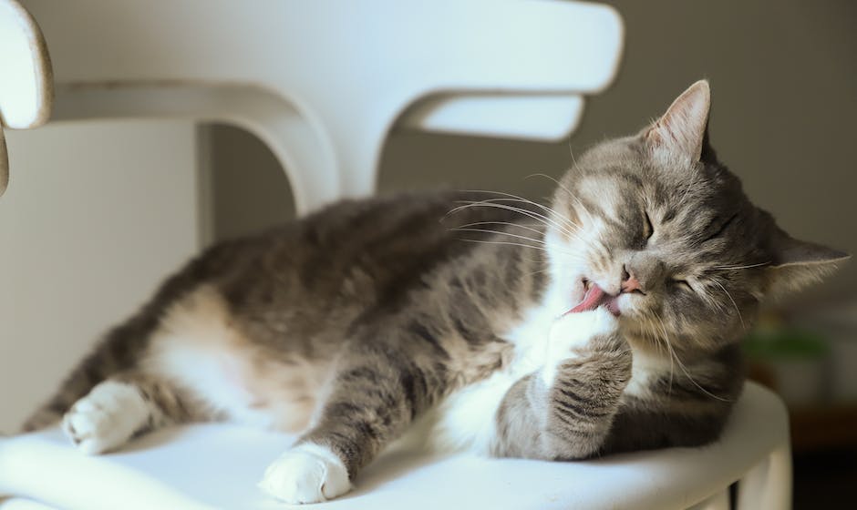 Image of a happy indoor cat surrounded by toys and a scratching post