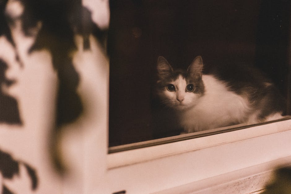 A curious cat sitting on a windowsill, looking out at a garden.